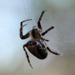 Araneus eburnus at Campbell Park Woodland - 28 Mar 2024