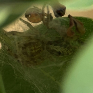 Opisthoncus serratofasciatus at Campbell Park Woodland - 28 Mar 2024