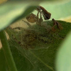 Opisthoncus serratofasciatus at Campbell Park Woodland - 28 Mar 2024