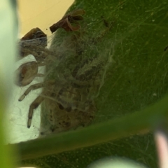 Opisthoncus serratofasciatus at Campbell Park Woodland - 28 Mar 2024