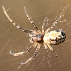 Unidentified Orb-weaving spider (several families) at Pialligo, ACT - 28 Mar 2024 by Hejor1