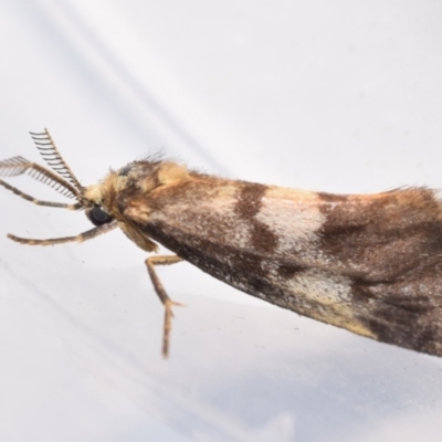 Anestia (genus) (A tiger moth) at QPRC LGA - 19 Mar 2024 by DianneClarke