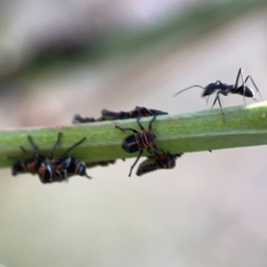 Eurymelinae (subfamily) at Campbell Park Woodland - 28 Mar 2024