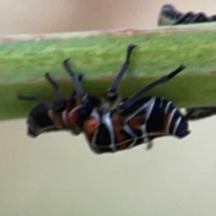 Eurymelinae (subfamily) at Campbell Park Woodland - 28 Mar 2024 03:53 PM