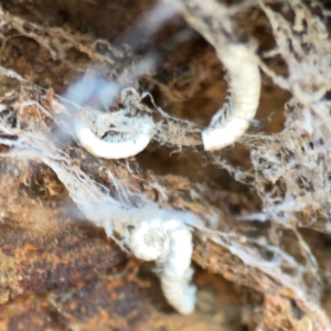 Isopoda (order) at Campbell Park Woodland - 28 Mar 2024