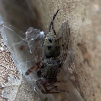 Anthomyia punctipennis at Campbell Park Woodland - 28 Mar 2024 by Hejor1