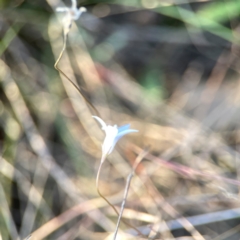 Wahlenbergia capillaris (Tufted Bluebell) at Pialligo, ACT - 28 Mar 2024 by Hejor1