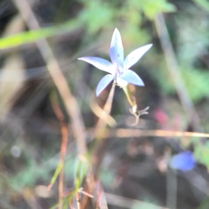 Wahlenbergia capillaris at Campbell Park Woodland - 28 Mar 2024 05:06 PM