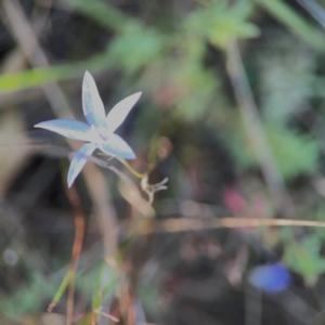 Wahlenbergia capillaris at Campbell Park Woodland - 28 Mar 2024 05:06 PM