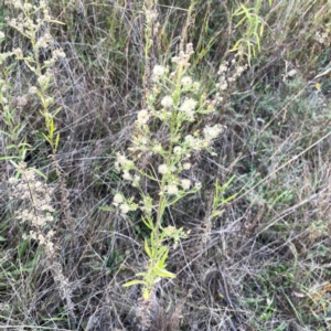 Erigeron sp. at Campbell Park Woodland - 28 Mar 2024 05:07 PM