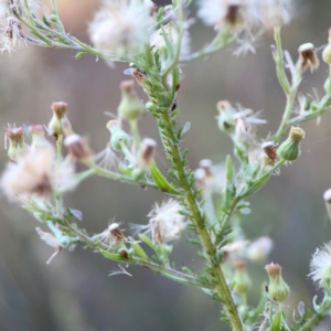 Erigeron sp. at Campbell Park Woodland - 28 Mar 2024