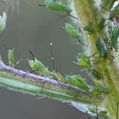 Erigeron sp. at Campbell Park Woodland - 28 Mar 2024 05:07 PM