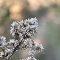 Cassinia quinquefaria (Rosemary Cassinia) at Campbell Park Woodland - 28 Mar 2024 by Hejor1