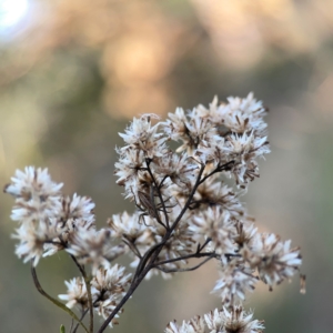 Cassinia quinquefaria at Campbell Park Woodland - 28 Mar 2024 05:14 PM