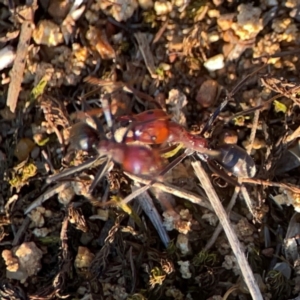 Iridomyrmex purpureus (Meat Ant) at Campbell Park Woodland by Hejor1