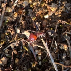 Iridomyrmex purpureus at Campbell Park Woodland - 28 Mar 2024