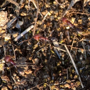 Iridomyrmex purpureus at Campbell Park Woodland - 28 Mar 2024 05:05 PM