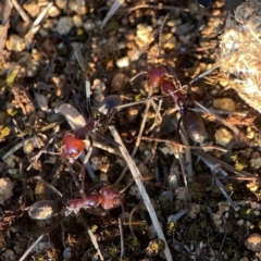 Iridomyrmex purpureus at Campbell Park Woodland - 28 Mar 2024 05:05 PM