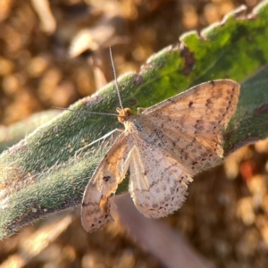 Scopula rubraria at Campbell Park Woodland - 28 Mar 2024