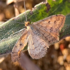 Scopula rubraria at Campbell Park Woodland - 28 Mar 2024