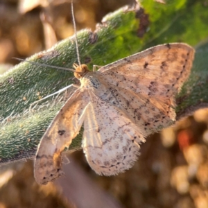 Scopula rubraria at Campbell Park Woodland - 28 Mar 2024