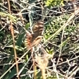 Junonia villida at Campbell Park Woodland - 28 Mar 2024 05:04 PM