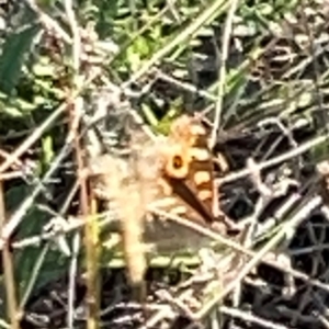 Junonia villida at Campbell Park Woodland - 28 Mar 2024 05:04 PM