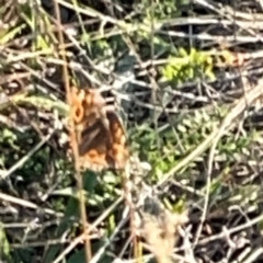 Junonia villida at Campbell Park Woodland - 28 Mar 2024