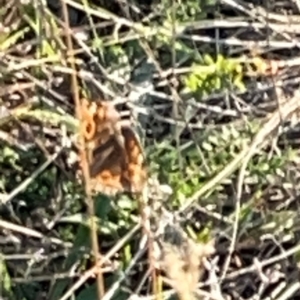 Junonia villida at Campbell Park Woodland - 28 Mar 2024 05:04 PM