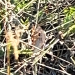 Junonia villida at Campbell Park Woodland - 28 Mar 2024 05:04 PM