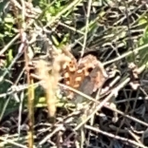 Junonia villida at Campbell Park Woodland - 28 Mar 2024 05:04 PM