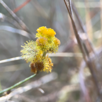 Chrysocephalum sp. (Everlasting) at Campbell Park Woodland - 28 Mar 2024 by Hejor1