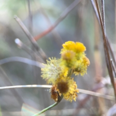 Chrysocephalum sp. at Campbell Park Woodland - 28 Mar 2024