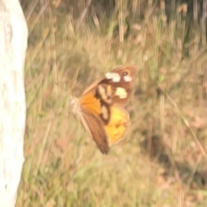 Heteronympha merope at suppressed by Hejor1