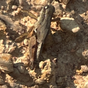 Phaulacridium vittatum at Campbell Park Woodland - 28 Mar 2024