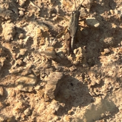 Phaulacridium vittatum at Campbell Park Woodland - 28 Mar 2024