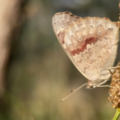 Junonia villida at Campbell Park Woodland - 28 Mar 2024 04:53 PM