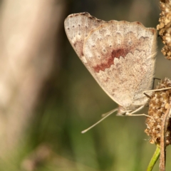 Junonia villida at Campbell Park Woodland - 28 Mar 2024 04:53 PM