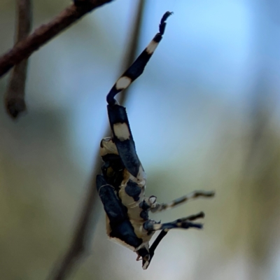 Coreidae (family) (Coreid plant bug) at Pialligo, ACT - 28 Mar 2024 by Hejor1