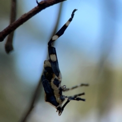 Coreidae (family) at Campbell Park Woodland - 28 Mar 2024 04:52 PM