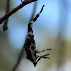 Coreidae (family) at Campbell Park Woodland - 28 Mar 2024