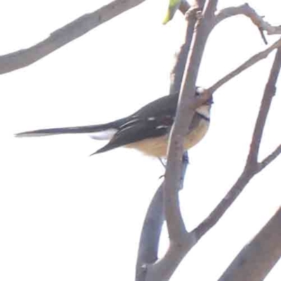 Rhipidura albiscapa (Grey Fantail) at Bruce Ridge - 25 Mar 2024 by ConBoekel