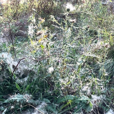 Cirsium vulgare (Spear Thistle) at Campbell Park Woodland - 28 Mar 2024 by Hejor1