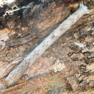 Geometridae (family) IMMATURE at Campbell Park Woodland - 28 Mar 2024