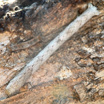 Unidentified Geometer moth (Geometridae) at Pialligo, ACT - 28 Mar 2024 by Hejor1
