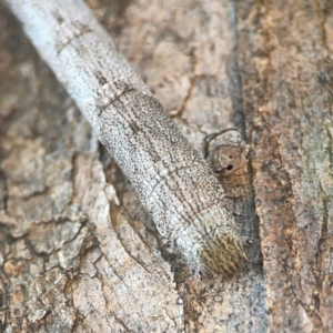 Geometridae (family) IMMATURE at Campbell Park Woodland - 28 Mar 2024