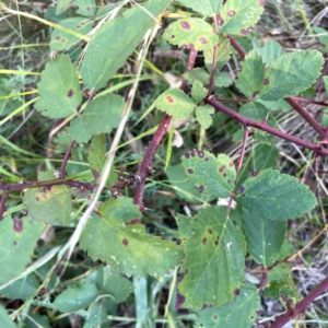 Rubus anglocandicans at Campbell Park Woodland - 28 Mar 2024 04:43 PM