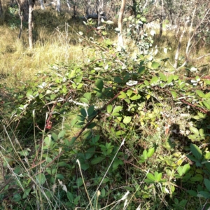 Rubus anglocandicans at Campbell Park Woodland - 28 Mar 2024 04:43 PM