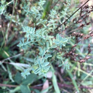 Hypericum perforatum at Campbell Park Woodland - 28 Mar 2024