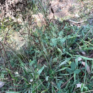 Hypericum perforatum at Campbell Park Woodland - 28 Mar 2024